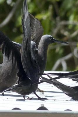 Book cover for Shearwater Birds on a Roof Journal