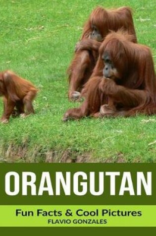 Cover of Orangutan