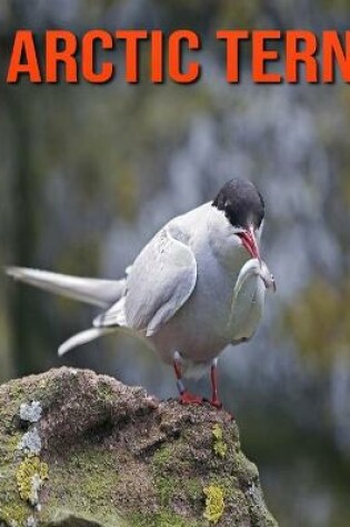 Cover of Arctic Tern