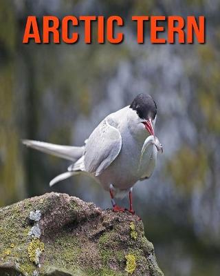 Book cover for Arctic Tern