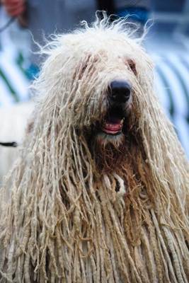 Book cover for The Komondor Portrait Dog Journal