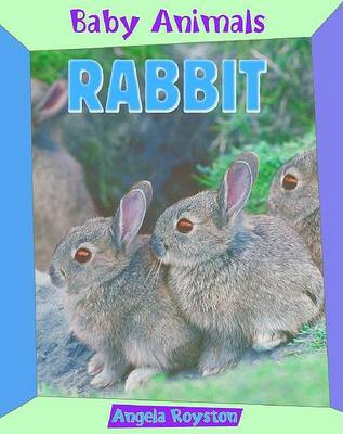 Book cover for Rabbit