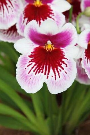 Cover of Website Password Organizer, Pink, Red, White, Purple Orchid