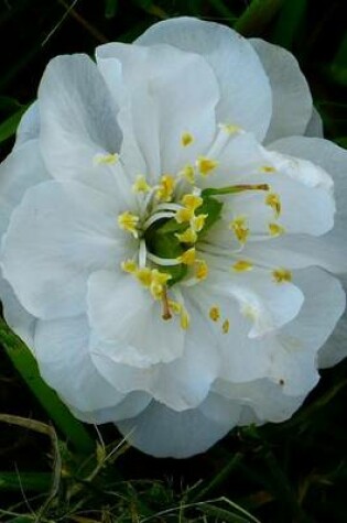 Cover of Single White Camellia Bloom, for the Love of Flowers