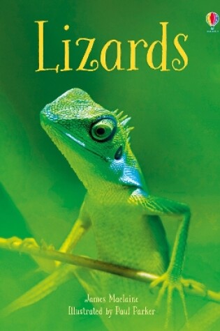 Cover of Lizards