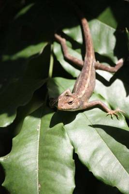 Book cover for Irritated Lizard on a Leaf Journal