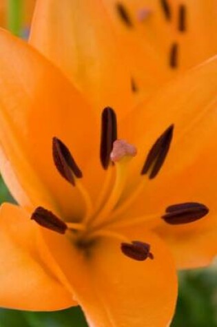 Cover of Orange Lilies Close-Up, for the Love of Flowers