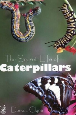 Cover of Secret Life of Caterpillars