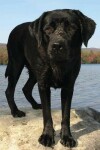 Book cover for Black Labrador Notebook