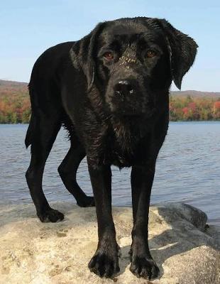 Cover of Black Labrador Notebook