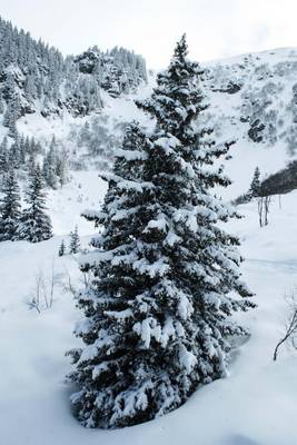 Book cover for Snow Covered Pine Tree in the Forest Journal