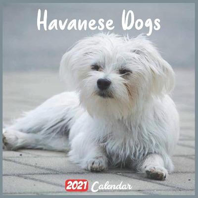 Book cover for Havanese Dogs 2021 Calendar