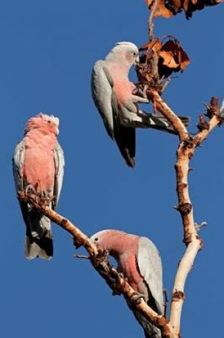 Cover of Galah Cockatoos in a Tree Australia Bird Journals