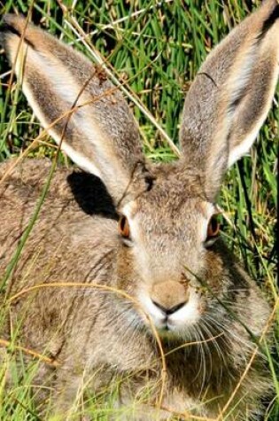 Cover of Wild Hare in a Field Journal