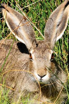 Book cover for Wild Hare in a Field Journal