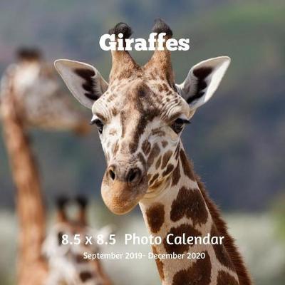 Book cover for Giraffe 8.5 X 8.5 Calendar September 2019 -December 2020