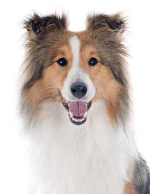 Book cover for Shetland Sheepdog Notebook