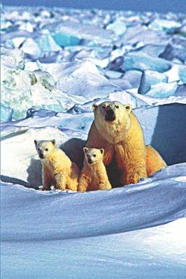 Book cover for Polar Bear Mom & Baby Bears