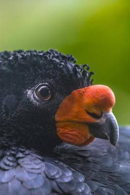 Book cover for Wattled Currasow Bird Journal