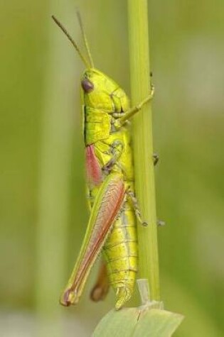 Cover of Grasshopper