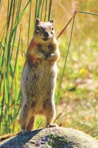 Cover of Cute Rocky Mountain Wildlife Photograph