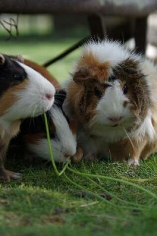 Cover of A Bunch of Guinea Pigs Playing in the Grass Journal
