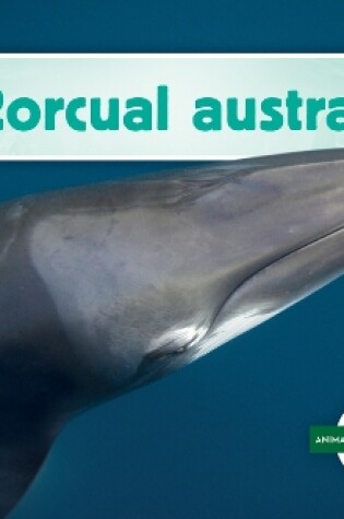 Cover of Rorcual Austral (Southern Minke Whale)