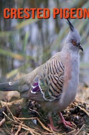 Cover of Crested Pigeon