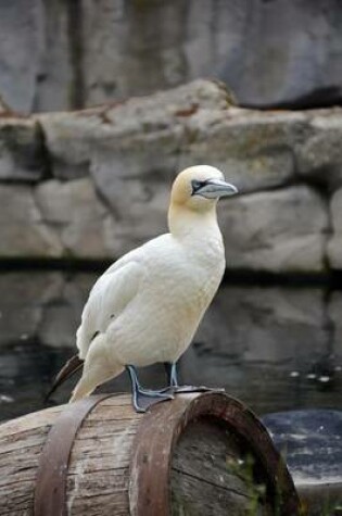 Cover of Northern Gannet Bird Journal