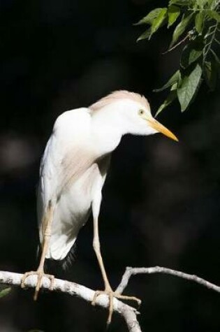 Cover of Cattle Egret Journal