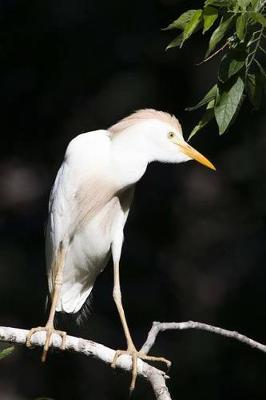 Book cover for Cattle Egret Journal