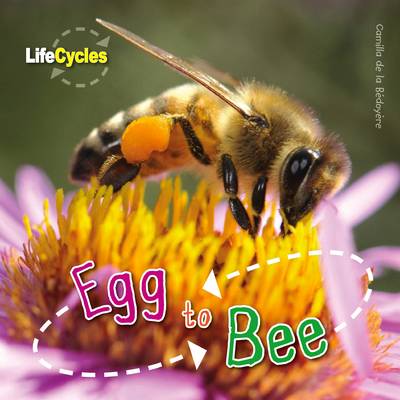 Cover of Egg to Bee