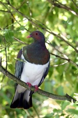 Book cover for New Zealand Wood Pigeon Journal