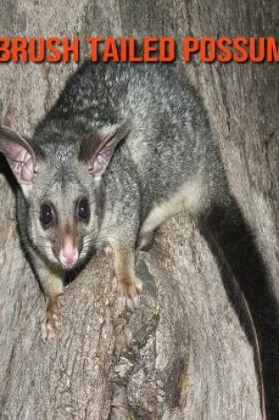 Cover of Brush Tailed Possum