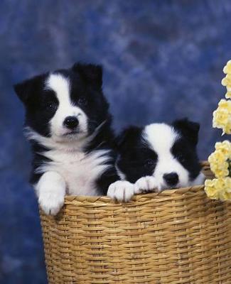 Book cover for School Composition Book Two Puppies Basket Dog Photo 200 Pages