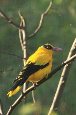 Book cover for Black-Naped Oriole Bird Journal