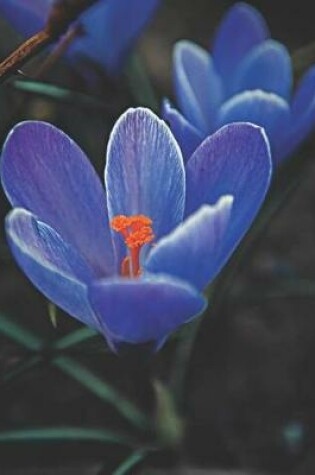 Cover of Blue Crocus Wildflowers