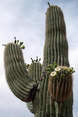 Book cover for Flowering Saguaro Cactus in Arizona Journal