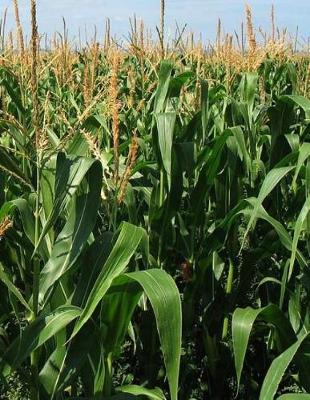 Book cover for Corn Wheat Grain Grains Healthy Cob Farm Farmer Farming Cultivate Horticulture