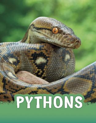 Cover of Pythons