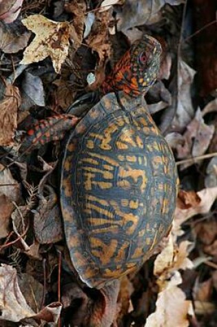 Cover of Eastern Box Turtle in the Leaves Terrapene Carolina