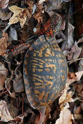 Book cover for Eastern Box Turtle in the Leaves Terrapene Carolina