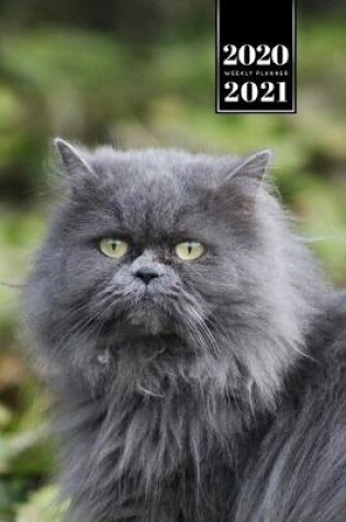 Cover of Persian Cat Kitten Kitty Tomcat Week Planner Organizer 2020 / 2021 - In the Nature