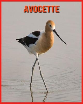 Book cover for Avocette