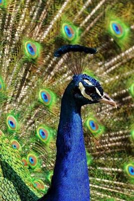 Book cover for Peacock with a Full Display of Feathers Journal