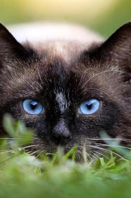 Book cover for Awesome Siamese Cat with Blue Eyes Up Close Journal