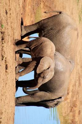 Book cover for African Elephants at a Watering Hole in Kenya, for the Love of Animals