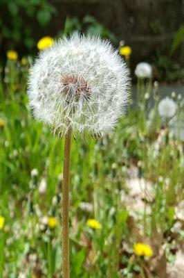 Cover of 2019 Daily Planner Dandelion Seeds Flower 384 Pages