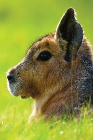 Cover of Short-Eared Hare Any Day Planner Notebook