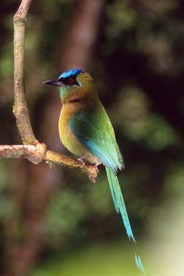 Book cover for Blue-Crowned Motmot Journal